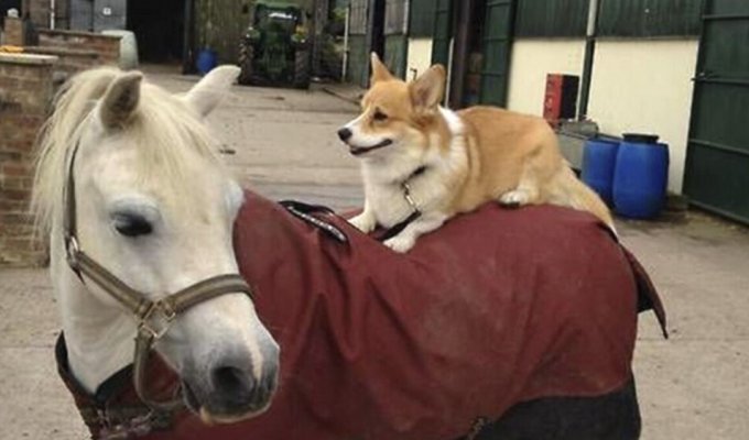 In the USA, a corgi comes to a neighbor's property every night to ride a pony (2 photos + 1 video)