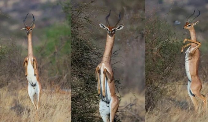 Gerenuk: an upright antelope (10 photos)