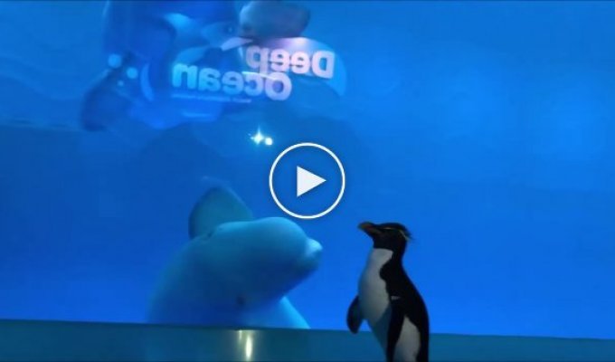 Выпущенный погулять по океанариуму пингвин познакомился с семейством белух