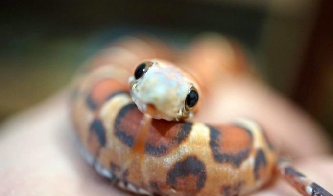 35 фотографий, которые помогут вам побороть страх перед змеями (32 фото)