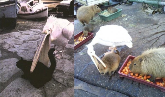 Американский белый пеликан: клюв этой птицы — бездонная пропасть! (10 фото)