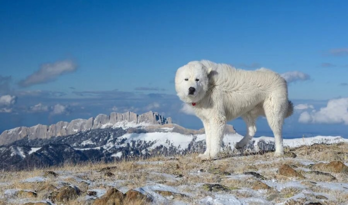 Мареммо-абруцька вівчарка: коли білий та пухнастий не синонім доброти (7 фото)