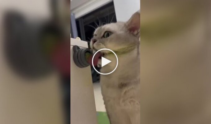 Пухнастий фанат Джокера