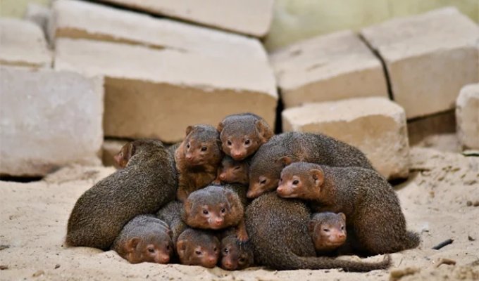 Dwarf mongooses: how to survive when you are the smallest predator in the savannah? (11 photos)