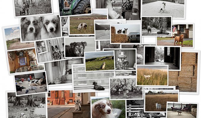 Старые собаки Америки (32 фото)
