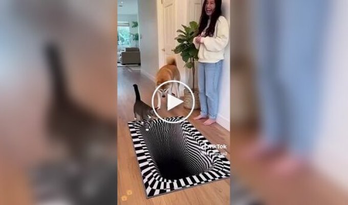 Забавные реакции домашних животных на 3D-ковры с оптической иллюзией