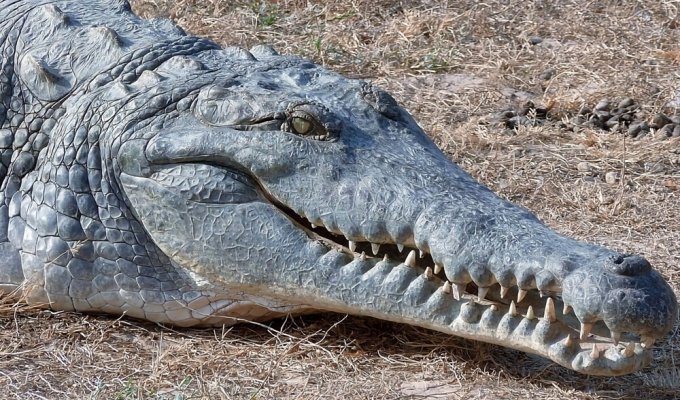Оринокский крокодил: закованный в чешуйчатую броню монстр (11 фото)