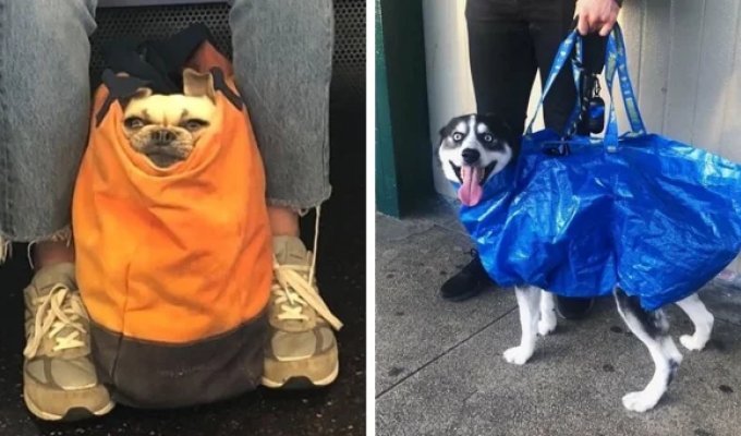 18 owners who took care of the safety of their dogs (19 photos)