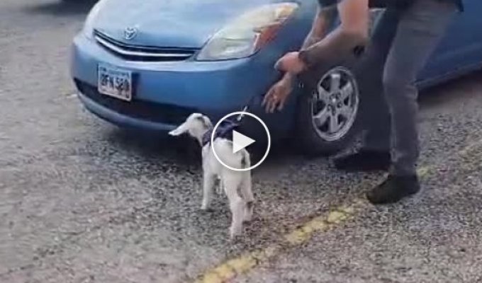 When a goat instead of a dog was sent to work in search of forbidden substances