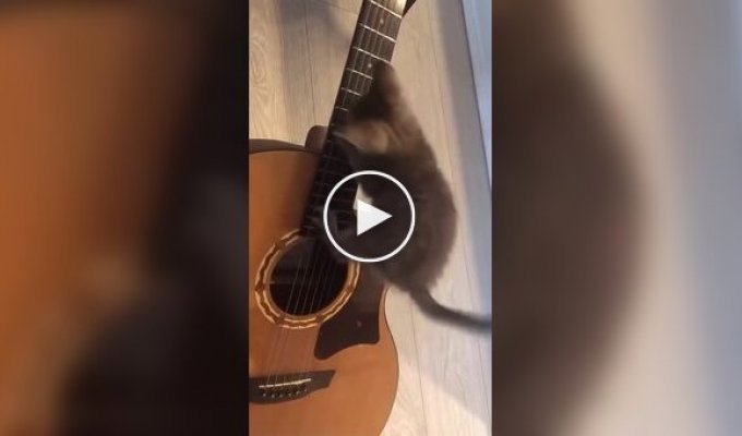 Котенок-гитарист