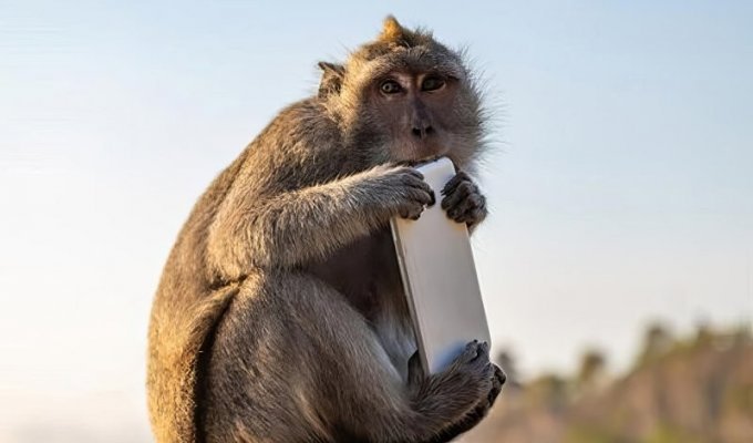 Чоловік хитрістю повернув украдений мавпою смартфон (2 фото + 1 відео)