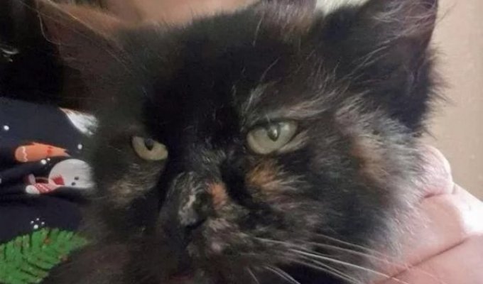 The cat returned to its owners 9 years after it went missing (3 photos)