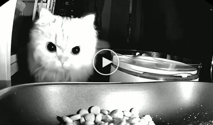 Домашний хищник у кормушки