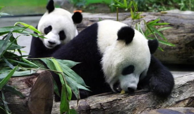 Bears were abused: 12 tourists were banned for life from visiting a panda breeding center in China (4 photos + 1 video)