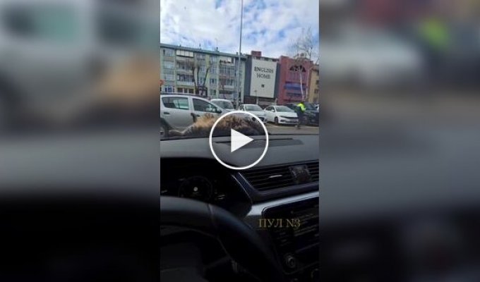 Кот заснул на капоте автомобиля жителя Турции