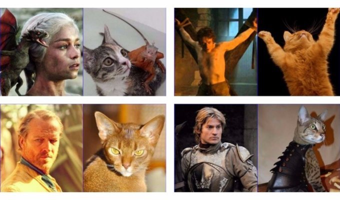 26 кошек, страшно похожих на героев Игры престолов (27 фото)