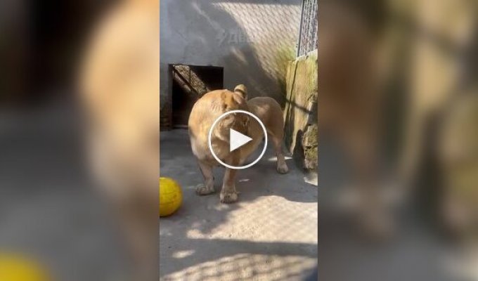 Львица с короткими лапами покоряет интернет