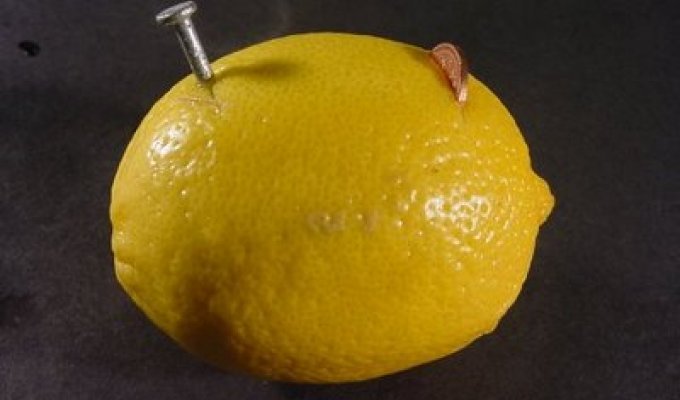  Как сделать из лимона батарейку:) (очень просто кстати)