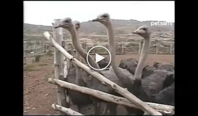 Как правильно кормить страусов