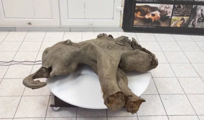 Remains of a baby mammoth that lived 50 thousand years ago were found in Yakutia (9 photos + 1 video)