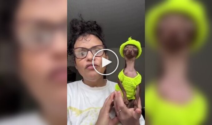 Яркий костюм превращает собачку в мини-Снуп Дога