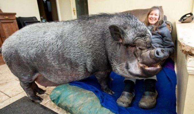 Огромная свинья проживает прямо в доме своих хозяев (9 фото)