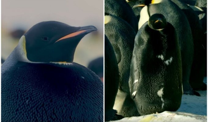 Редчайший черный пингвин впервые попал на видео (4 фото + 1 видео)