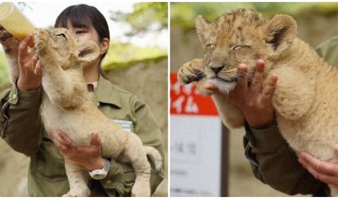 A well-fed lion cub fell asleep in the arms of the caretaker (5 photos)