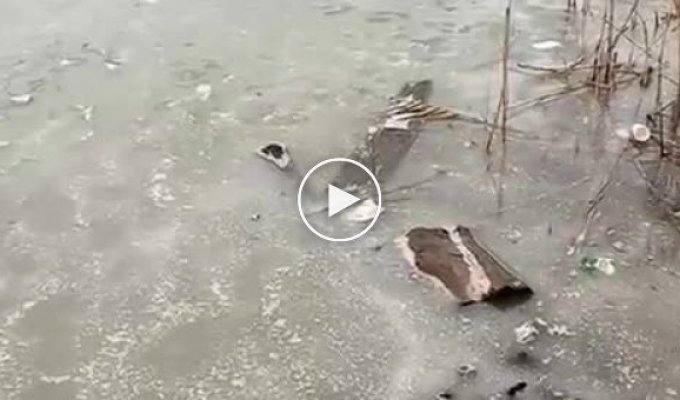 Мужчина спас собаку из ледяной воды в Волгограде