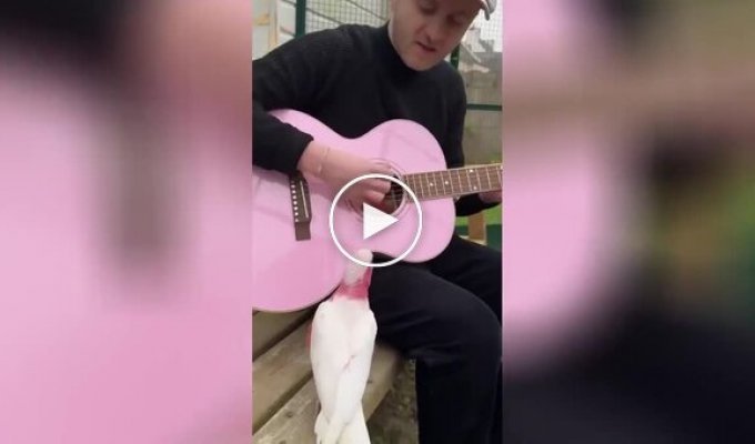 Парень спел попугаям