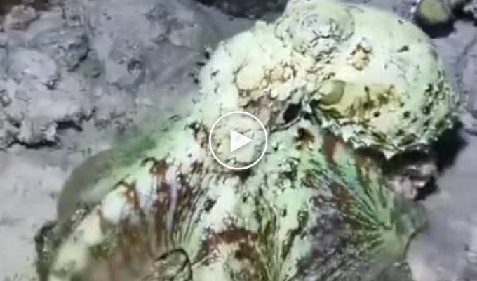 Octopus shows off his camouflage skills