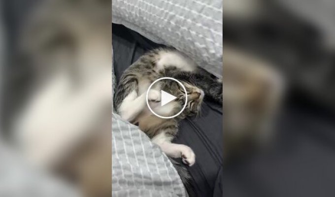 Подборка спящих кошек