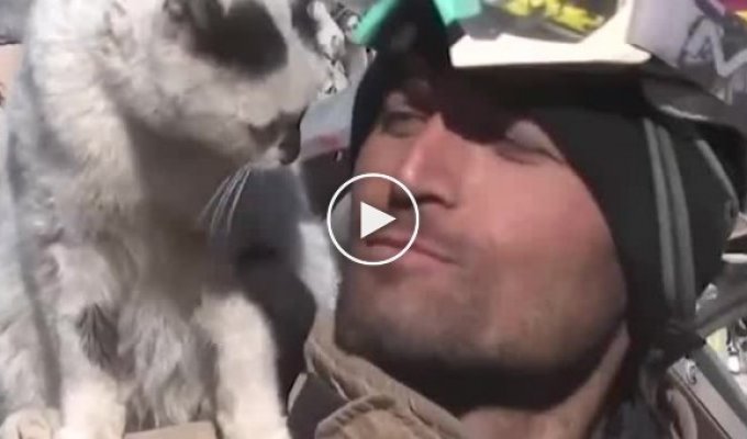 Кот, которого достали из-под завалов, не отходит от спасателя