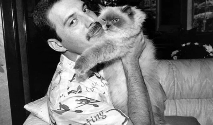 Famous Cat Lovers: Iconic Celebrities and Their Pets (41 photos)