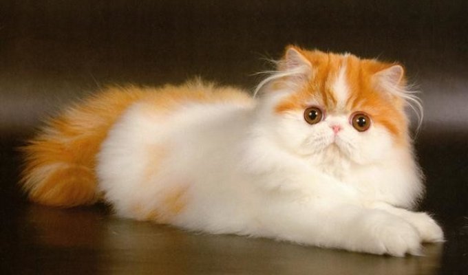 Топ-10 самые красивые кошки и коты мира (10 фото)