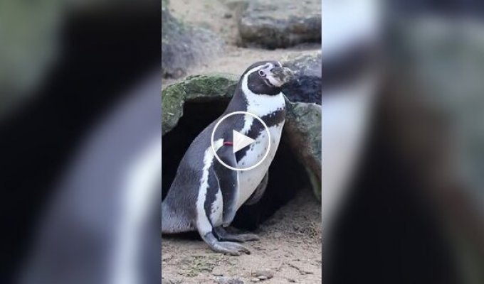 Пингвин украл камушки из домика соседа