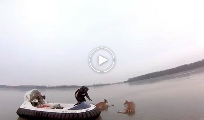 Парни спасли двух оленей, которые застряли посреди озера