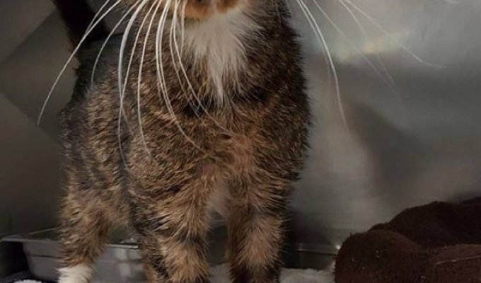 Худого и замученного котика нашли на городских улицах Нью-Джерси