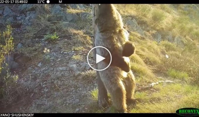 Медвежьи «танцы» в Саяно-Шушенском заповеднике