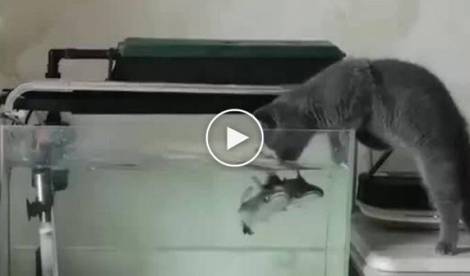 Какие-то странные рыбки в этом аквариуме