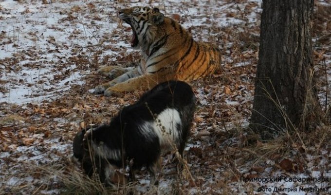 В Приморском сафари-парке у козла Тимура появилась своя «спальня» рядом с вольером тигра Амура (4 фото)