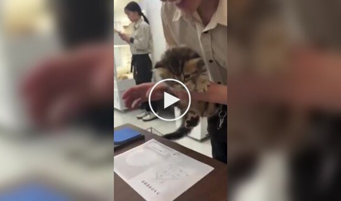 Японский котенок отказался подписывать документы на усыновление