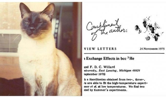 Физики шутят: как сиамский кот стал соавтором научной работы (4 фото)