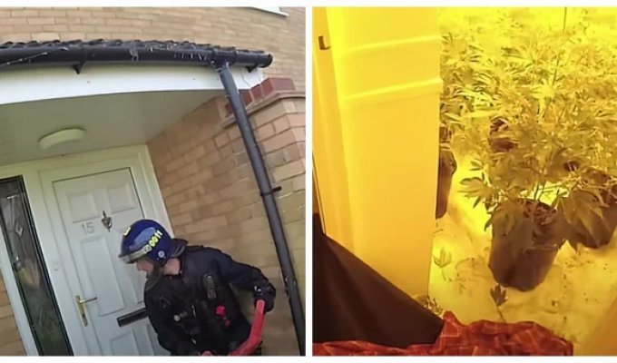 Neighbors' complaints helped the police shut down a drug farm in a residential building (7 photos + 1 video)