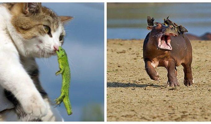 20 фотодоказательств того, что у животных тоже бывают неприятности (21 фото)