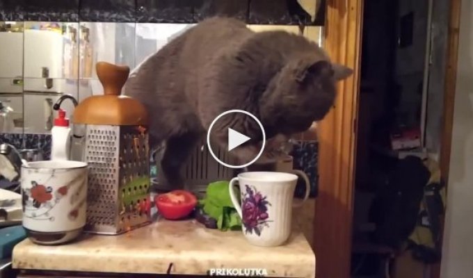 Находчивый кот нашел способ пить молоко
