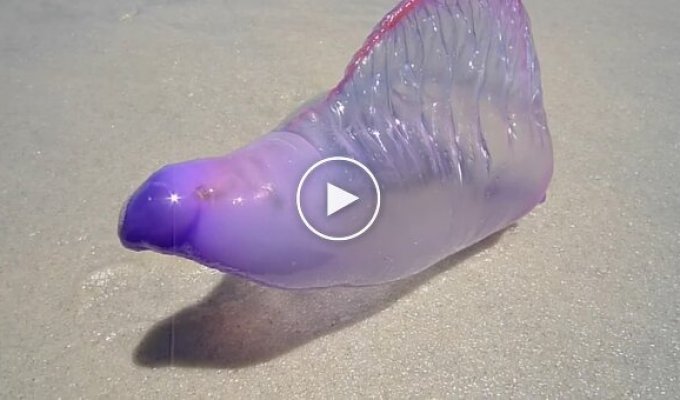 Португальская каравелла