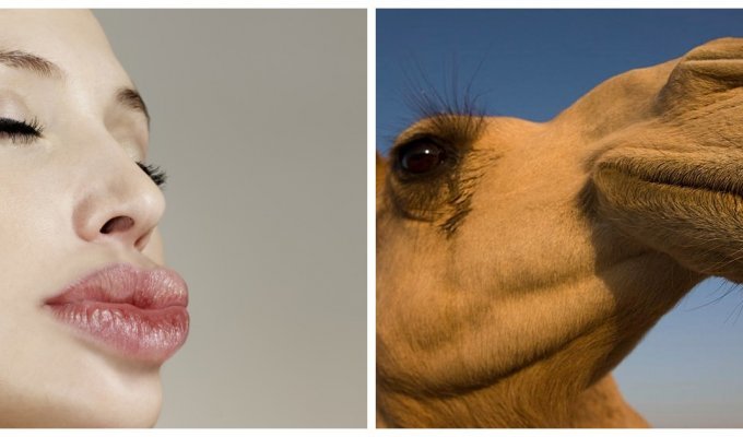 Более 40 верблюдов сняли с конкурса красоты из-за злоупотребления ботоксом (2 фото)