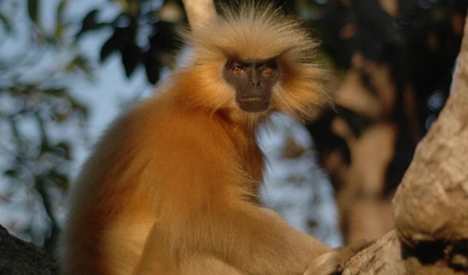 Одна из самых редких обезьян в мире