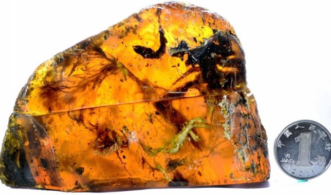 Ученые нашли янтарь с останками птенца возрастом 100 млн лет (4 фото)